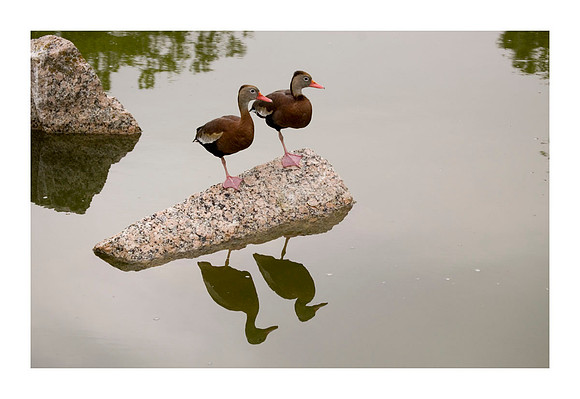 A pair of whistling ducks - Herrmann Park - Houston