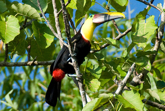 Chestnut mandible toucan Osa Photos