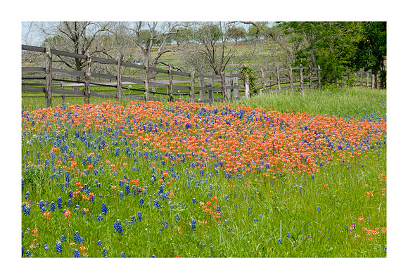 TX Wildflowers April 9 2010