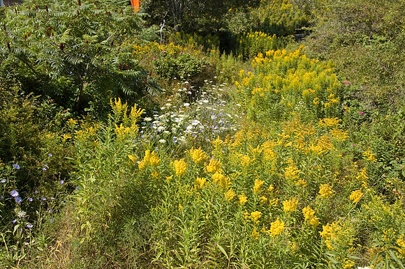 Peaks Island ME 006