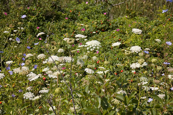 Peaks Island ME 008
