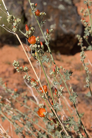 Snow Canyon UT April 20-23 2009 11