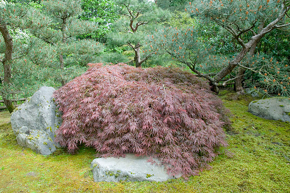 Japanese Garden - Portland - OR - May 10 2010 014