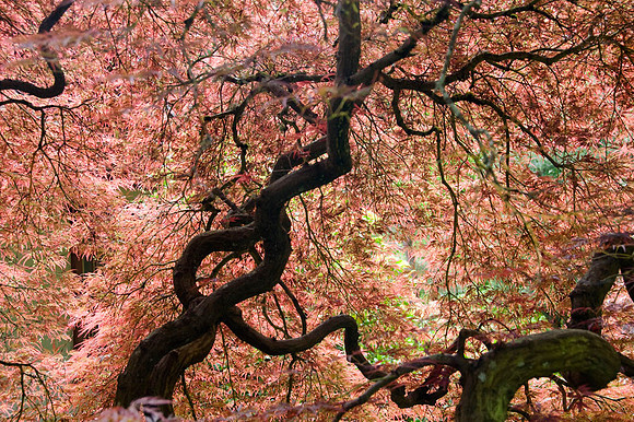 Japanese Garden - Portland - OR - May 10 2010 015