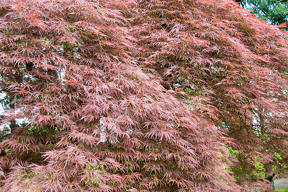 Japanese Garden - Portland - OR - May 10 2010 016