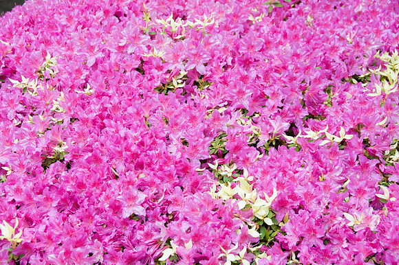 Japanese Garden - Portland - OR - May 10 2010 017