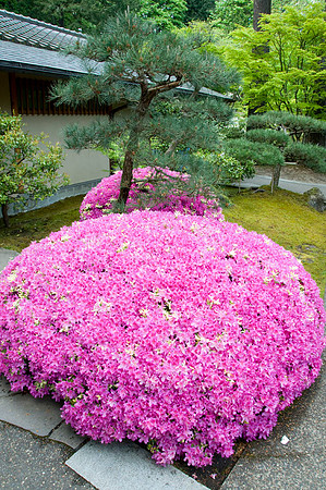 Japanese Garden - Portland - OR - May 10 2010 018