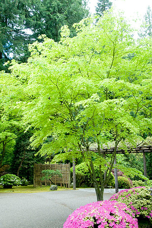 Japanese Garden - Portland - OR - May 10 2010 019
