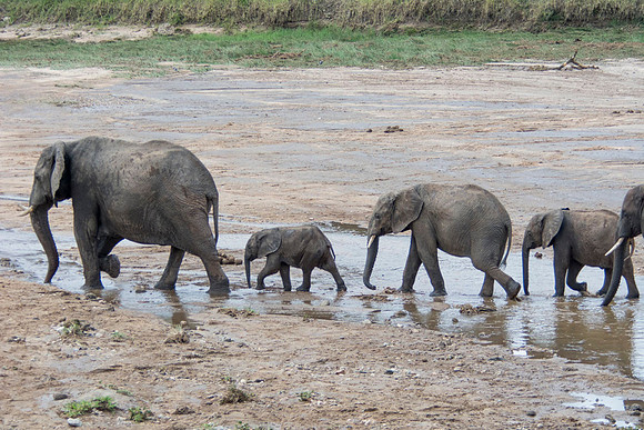 Elephants - Tanzania - March 10 2014