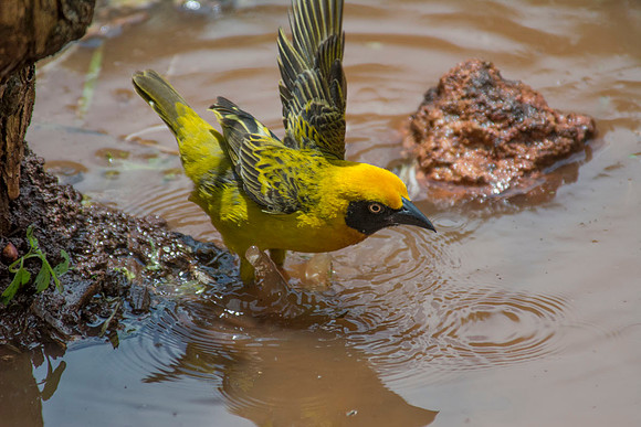 Lesser masked weaver - Gibbs Farm - Tanzania - March 11 2014
