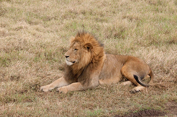 Lion - Tanzania - March 12 2014