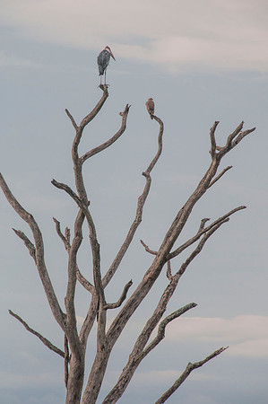 Stork - Tanzania - March 13 2014