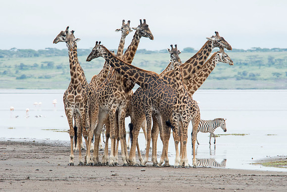 Giraffes - Tanzania - March 14 2014