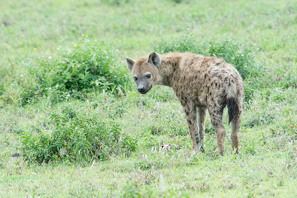 Hyena - Serengeti - Tanzania - March 15 2014