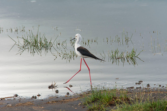 Black-winged Stilt - Tanzania - March 15 2014
