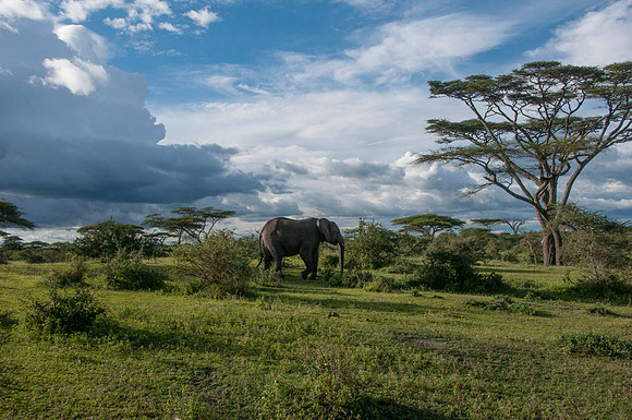 Elephants - Tanzania - March 15 2014