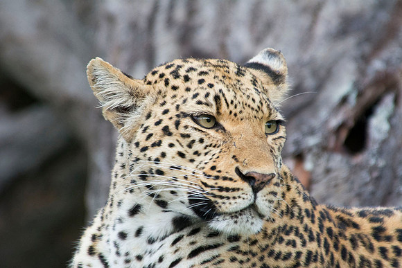 Leopard - Botswana - March 21 2014