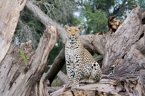 Leopard - Botswana - March 21 2014
