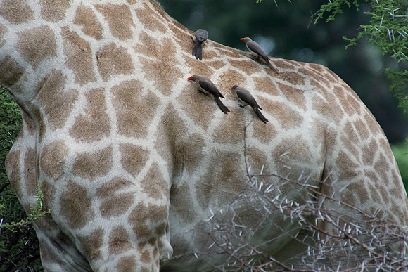 Giraffe - Botswana - March 22 2014