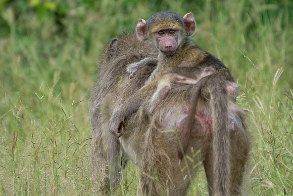 Baboons - Botswana - March 22 2014