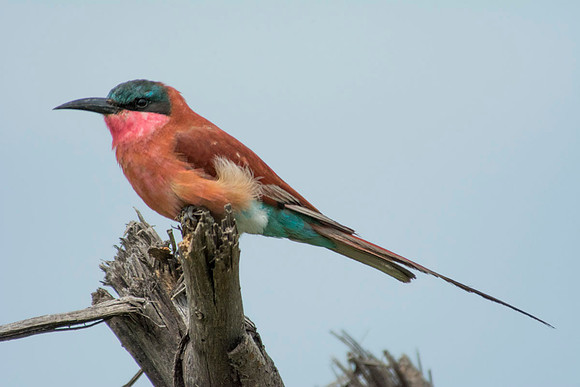 Southern Carmine Bee-eater - Botswana - March 22 2014