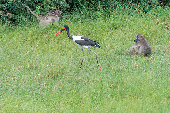 0726 Saddle-billed Stork - Botswana - March 22 2014 005