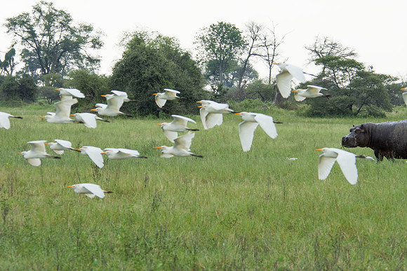 Yellow-billed Egrets and Hippo - March 22 2014