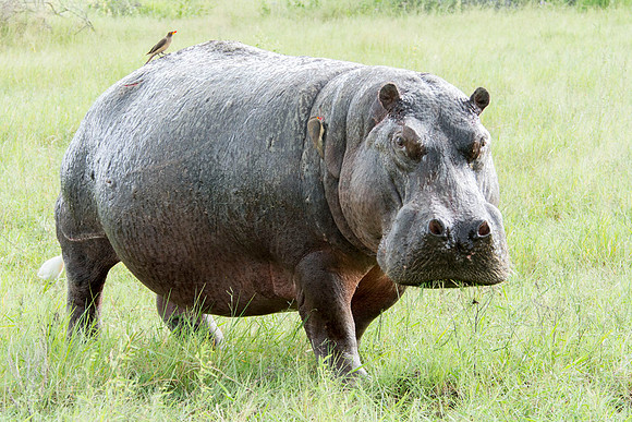 Hippo - Botswana - March 22 2014