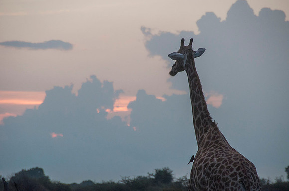Giraffe - Botswana - March 22 2014