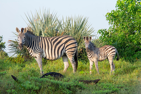 Zebras - Botswana - March 22 2014 017