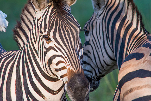 Zebras - Botswana - March 22 2014