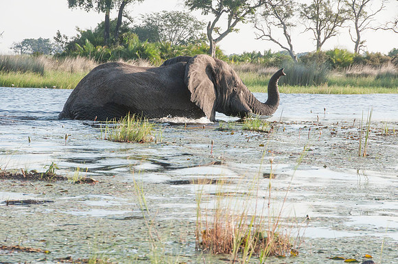 Elephant - Botswana - March 23 2014