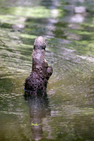 011 Caddo Lake - June 15-16 2009