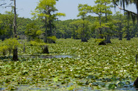 034 Caddo Lake - June 15-16 2009