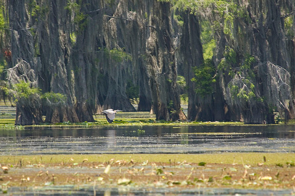 031 Caddo Lake - June 15-16 2009