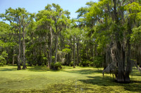 018 Caddo Lake - June 15-16 2009