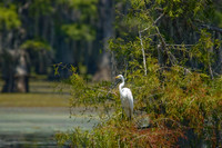 032 Caddo Lake - June 15-16 2009