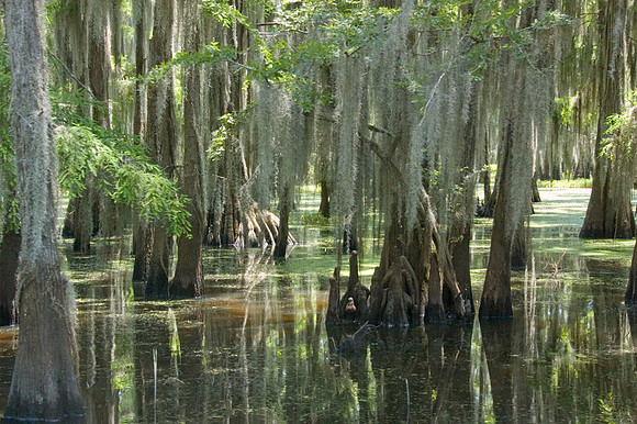 017 Caddo Lake - June 15-16 2009