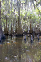 010 Caddo Lake - June 15-16 2009
