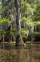 Caddo Lake