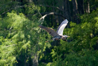 033 Caddo Lake - June 15-16 2009