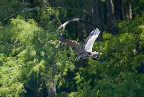 033 Caddo Lake - June 15-16 2009