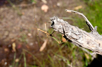 018 Big Bend Ranch State Park - Oct 24-27 2011 071