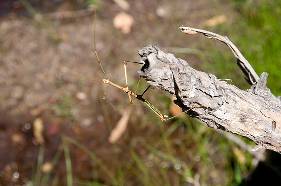 018 Big Bend Ranch State Park - Oct 24-27 2011 071