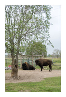 Katerra Bison Farm - Nov 16 2015 011