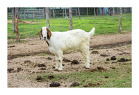 Katerra Bison Farm - Nov 16 2015 023
