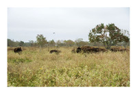Katerra Bison Farm - Nov 16 2015 027