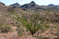 031 Big Bend Ranch State Park - Oct 24-27 2011 108