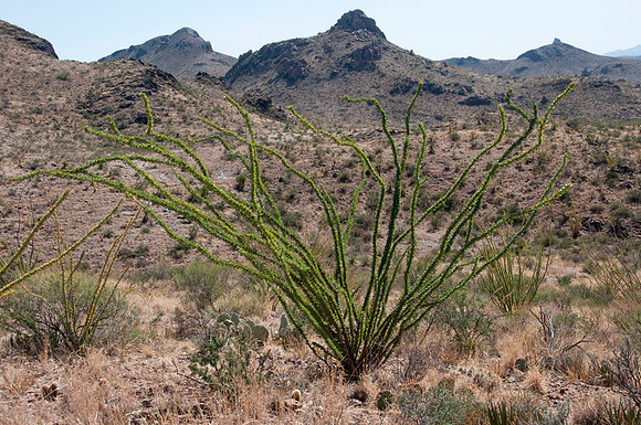 031 Big Bend Ranch State Park - Oct 24-27 2011 108