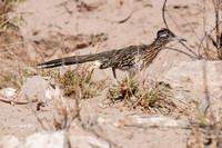 129 Big Bend Natl Park - Oct 27-30 2011 299